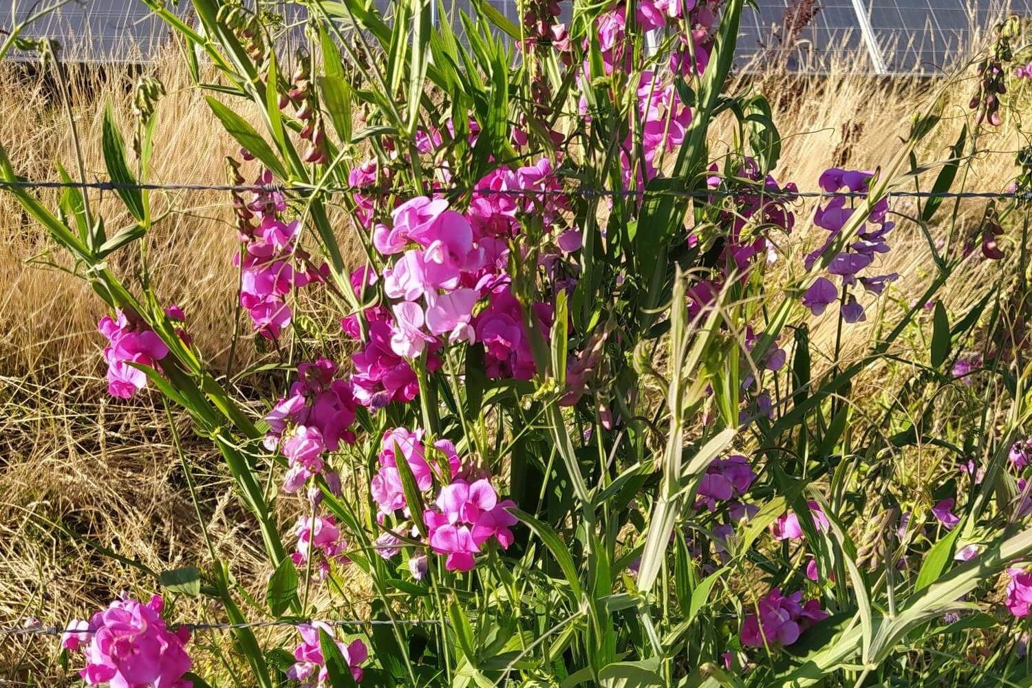 sweet peas