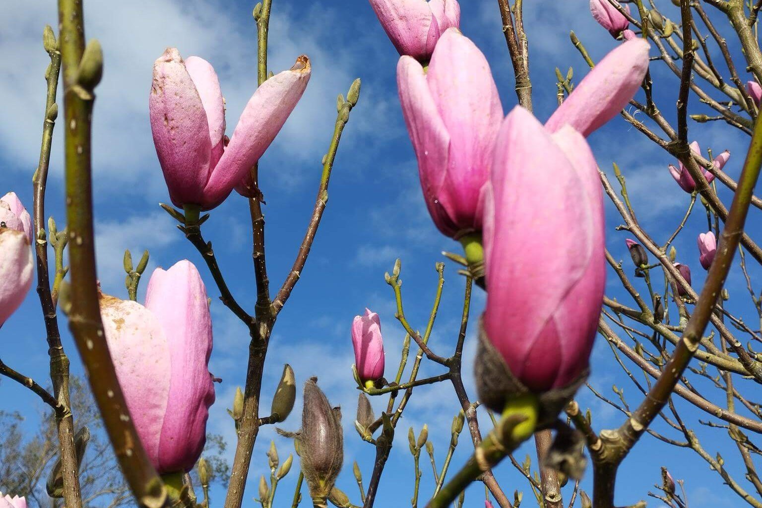 magnolia